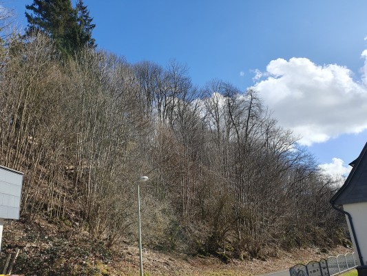 Blick in den Hang
